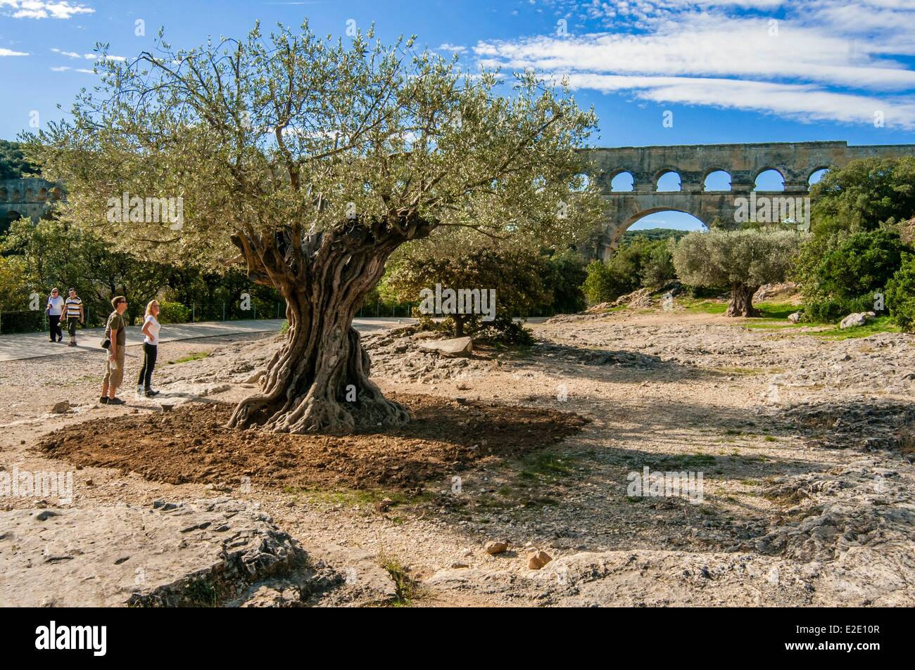 Frankreich Gard Vers Pont du Gard Pont du Gard Olive datiert auf 908 Spanien 5m Umfang stehen auf dem Gelände des Pont du Gard Stockfoto