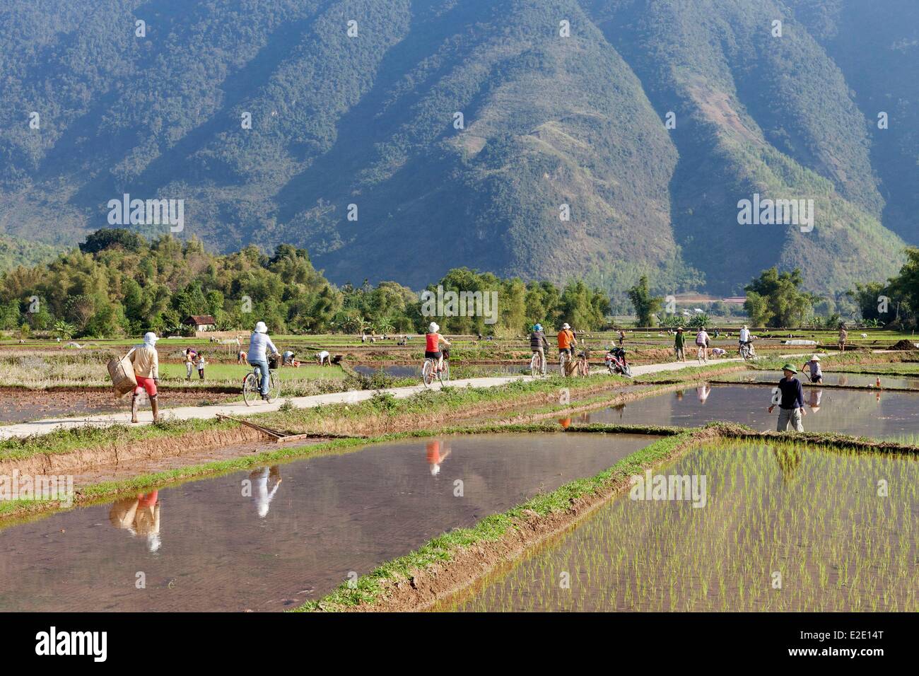 Vietnam Hoa Binh Provinz Mai Chau Plantage arbeiten in den Reisfeldern Stockfoto