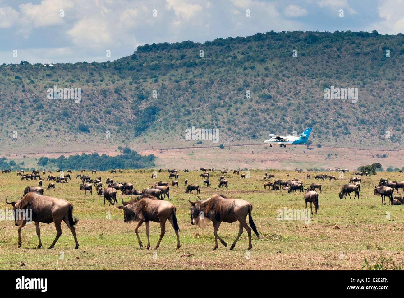 Kenia-Masai Mara National Reserve Herde Gnus (Connochaetes Taurinus) und Flugzeug Stockfoto