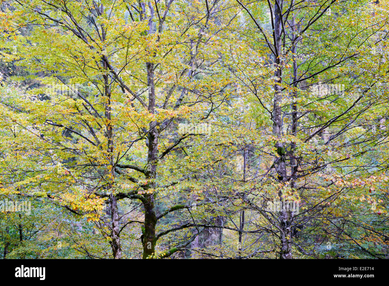 Herbstlichen Wald. Stockfoto