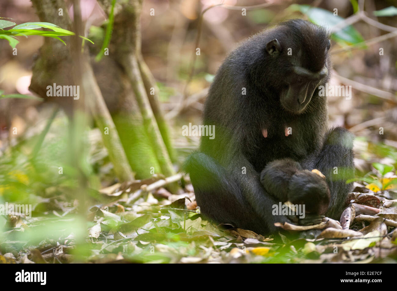 Tangkoko Naturreservat und National Park, Tangkoko, Sulawesi, Indonesien. 3. April 2014. Eine junge weibliche Makaken wiegen ihr Baby, die wenige Stunden zuvor gestorben. Die Makaken weiterhin tragen ihr Baby für einige Tage nach seinem Tod, drücken ihn an ihre Brust Pflege ihn, und in diesem Fall wiegt ihn und starrte ihn an, in, was scheint eine Zeit der Trauer sein. Die Sulawesi crested schwarz Makaken wird von der IUCN (International Union for Conservation of Nature and Natural Ressources) durch Jagd und Lebensraum Verlust als vom Aussterben bedroht eingestuft. Tangkoko Naturreservat und Nationalpark Stockfoto