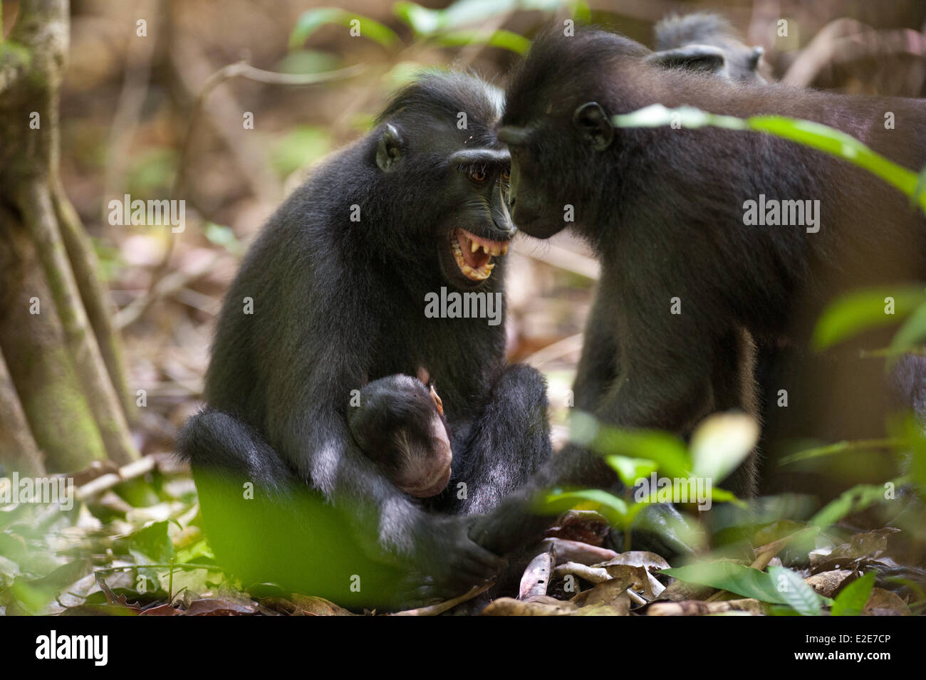 Tangkoko Naturreservat und National Park, Tangkoko, Sulawesi, Indonesien. 3. April 2014. Eine junge weibliche Makaken wiegen ihr Baby, die wenige Stunden zuvor gestorben. Die Makaken weiterhin tragen ihr Baby für einige Tage nach seinem Tod, drücken ihn an ihre Brust Pflege ihn, und in diesem Fall wiegt ihn und starrte ihn an, in, was scheint eine Zeit der Trauer sein. Die Sulawesi crested schwarz Makaken wird von der IUCN (International Union for Conservation of Nature and Natural Ressources) durch Jagd und Lebensraum Verlust als vom Aussterben bedroht eingestuft. Tangkoko Naturreservat und Nationalpark Stockfoto