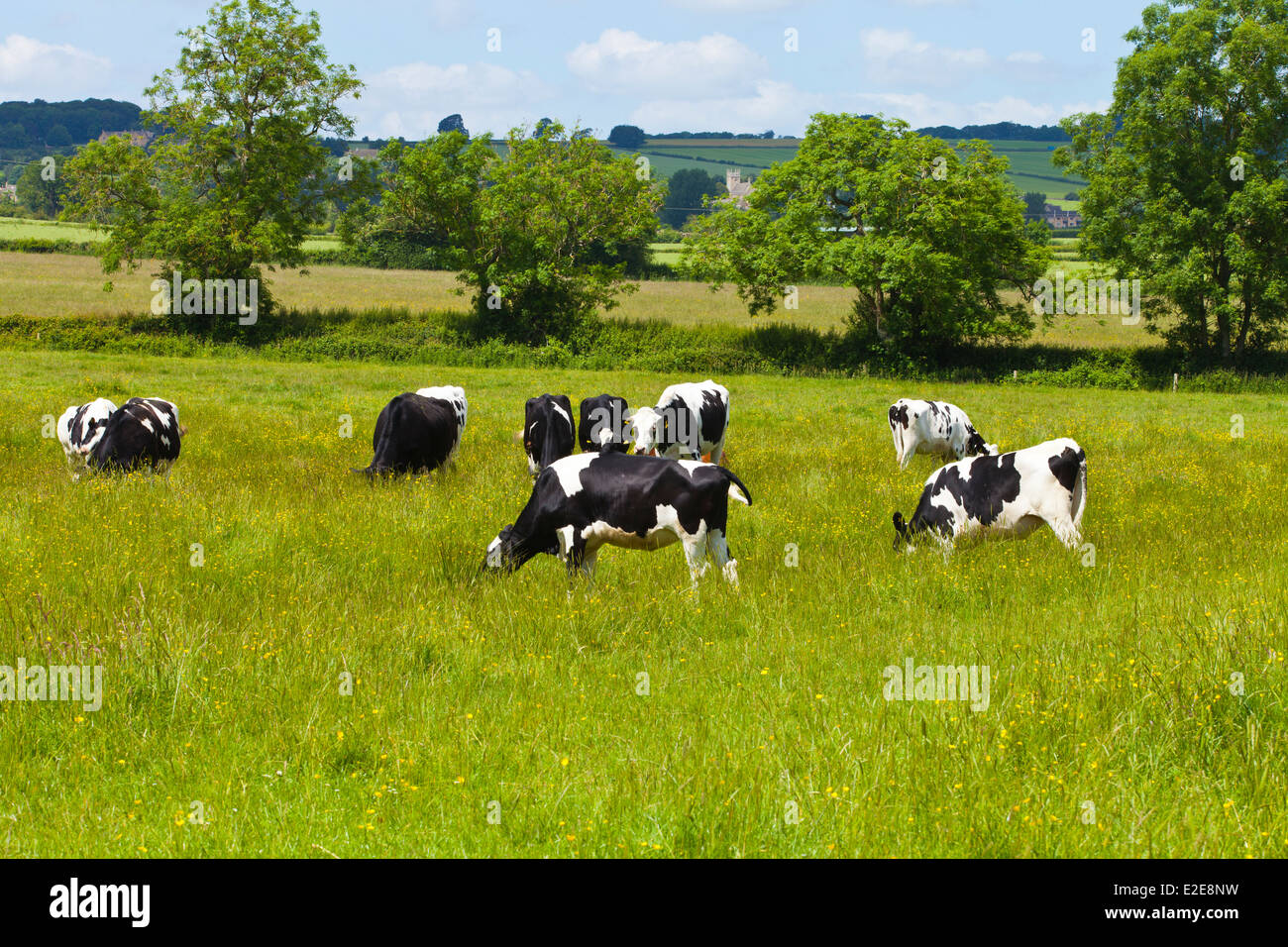 Schwarz / weiß Kühe weiden auf Cotswolds Feld an einem heißen Sommertag. Stockfoto