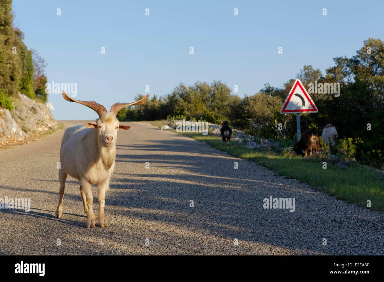 Frankreich, Ardeche, Ziege auf der Straße Stockfoto