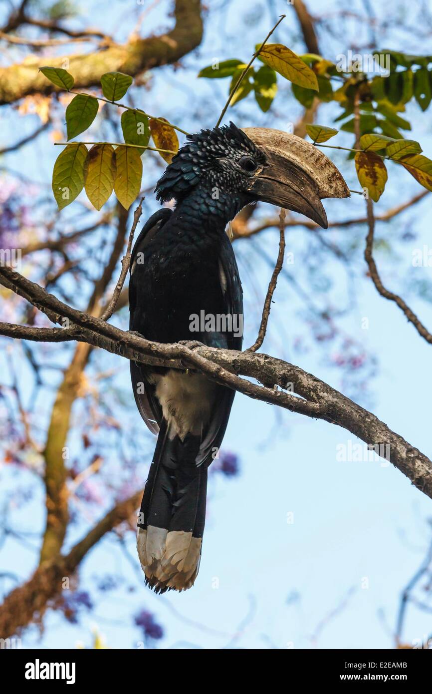 Äthiopien, Amhara Region, Bahir Dar, schwarz und weiß casqued hornbill Stockfoto