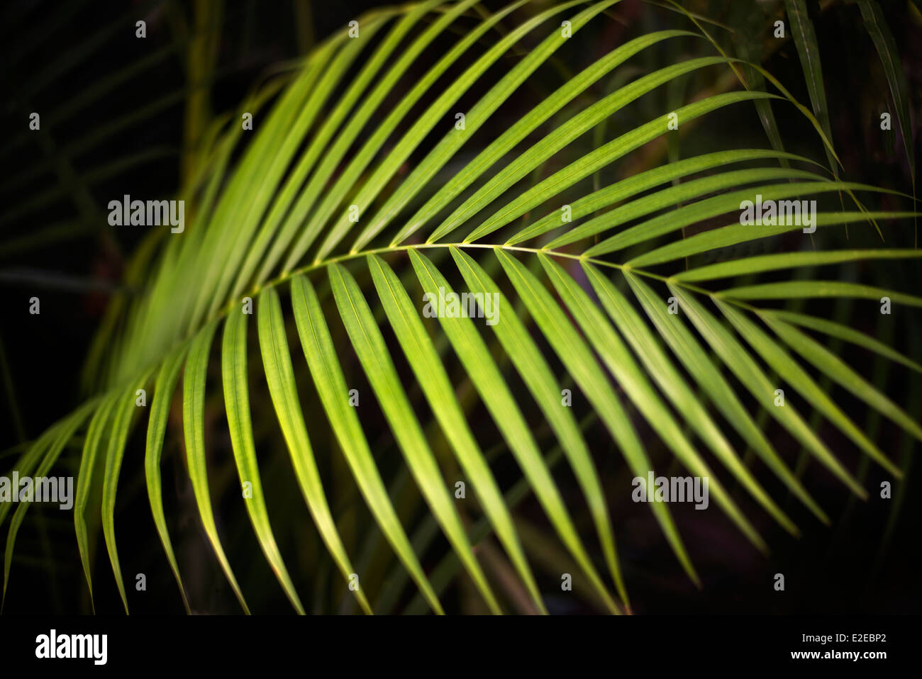 Nahaufnahme von tropischen Pflanzen. Mexiko Stockfoto