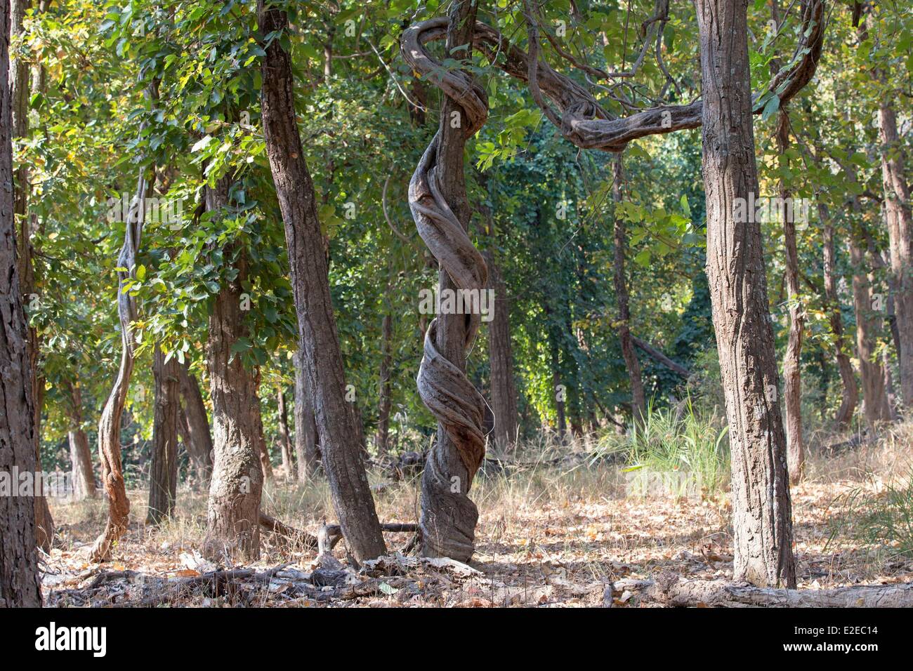 Indien, Madhya Pradesh Zustand, Bandhavgarh National Park, Liane Wein, holzige Rebe (Butea Superba) Stockfoto