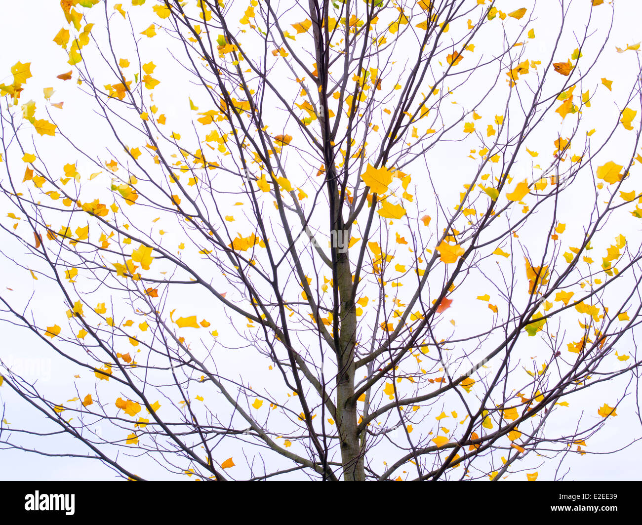 Ahornbaum mit nur ein paar Blätter im Herbst. Wilsonville, Oregon Stockfoto