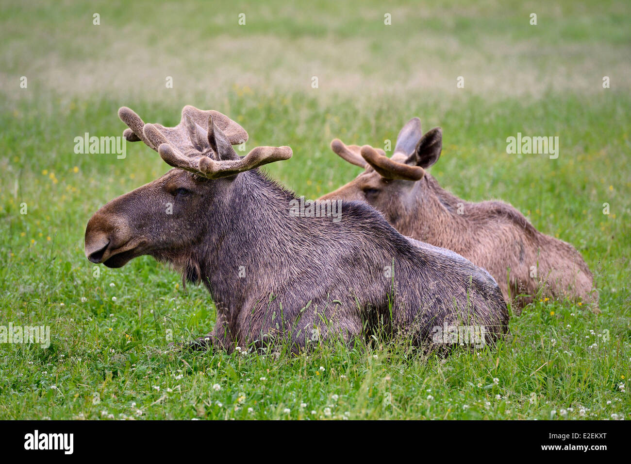 Schweden, Grafschaft Vasterbotten, Umea Region, Bjurholm, der Elk-Haus (Algens Hus), Vieh Stockfoto