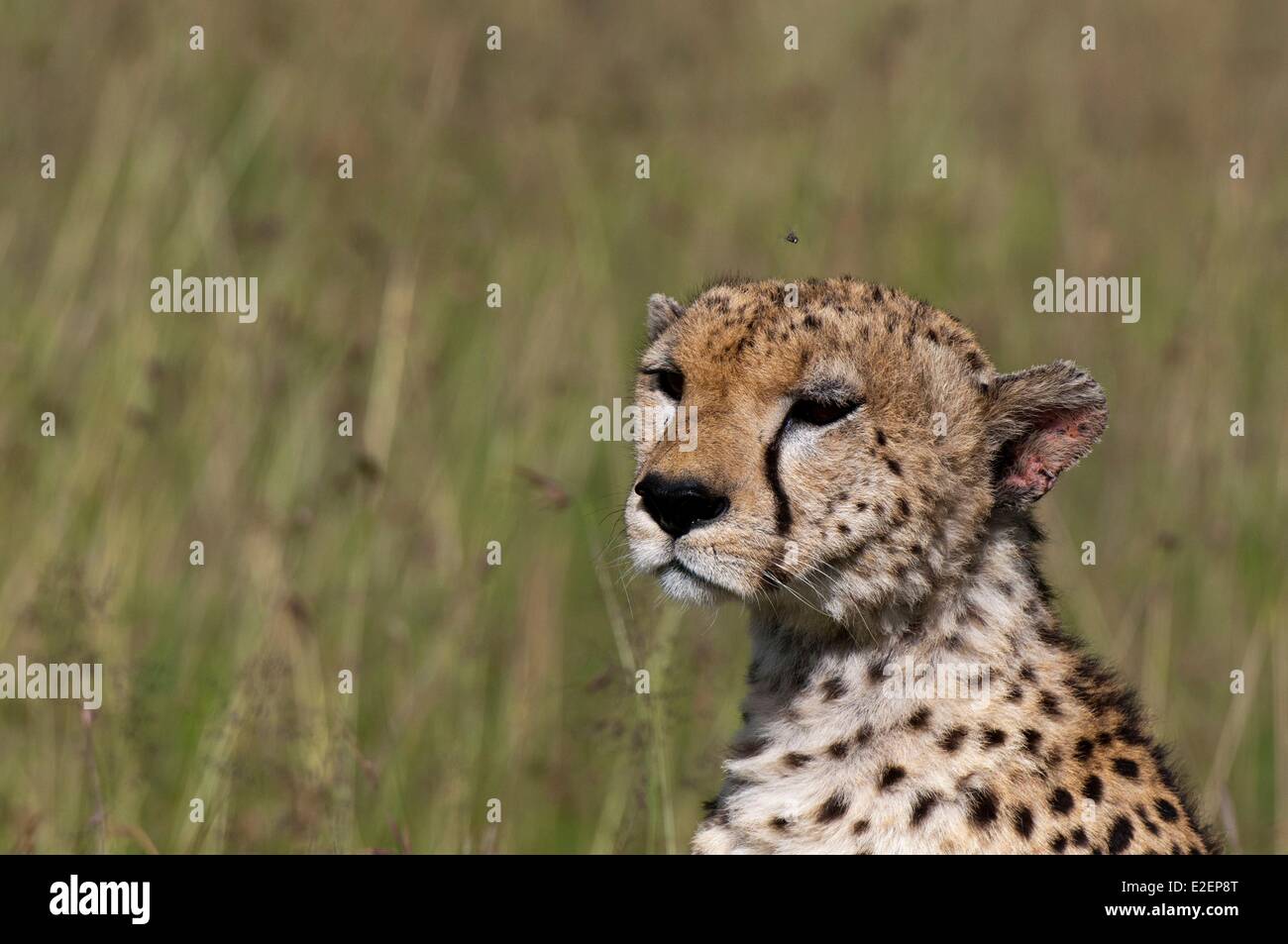 Kenia, Masai Mara, Cheetah (Acynonix Jubatus) Stockfoto