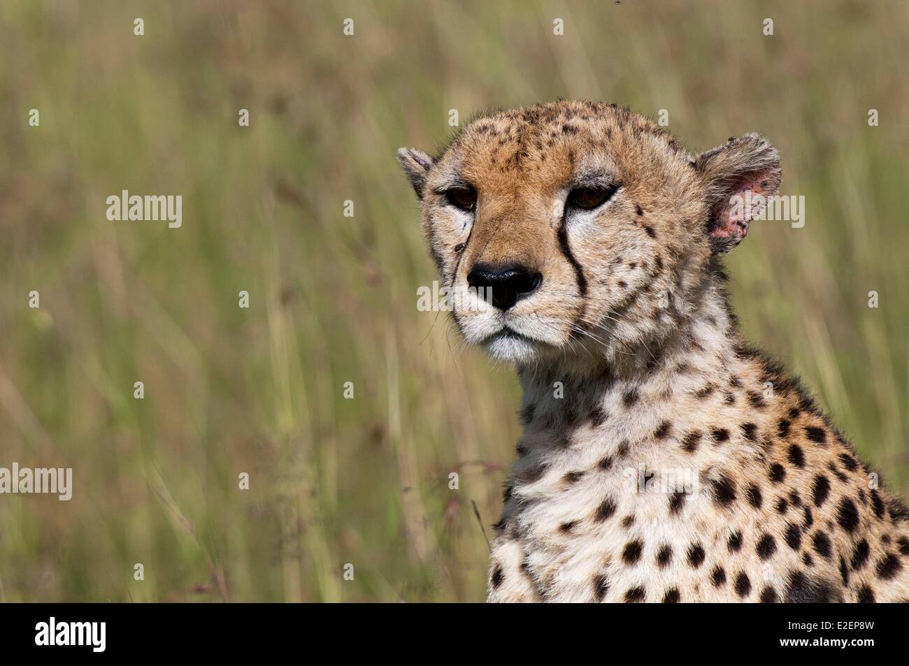 Kenia, Masai Mara, Cheetah (Acynonix Jubatus) Stockfoto