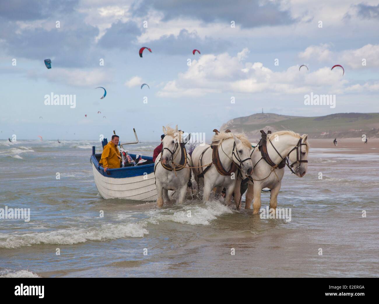 Frankreich-Pas de Calais Côte Opale Wissant Boulonnais Pferde ziehen eine Flobart im Meer mit Kap Blanc-Nez in der Stockfoto