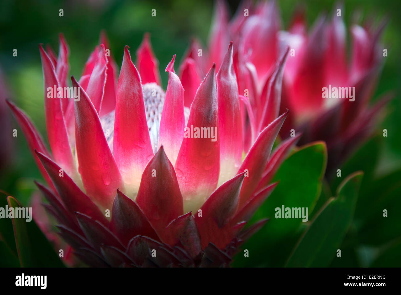 Nahaufnahme der Königsprotea (protea Cynaroides). Maui, Hawaii Stockfoto