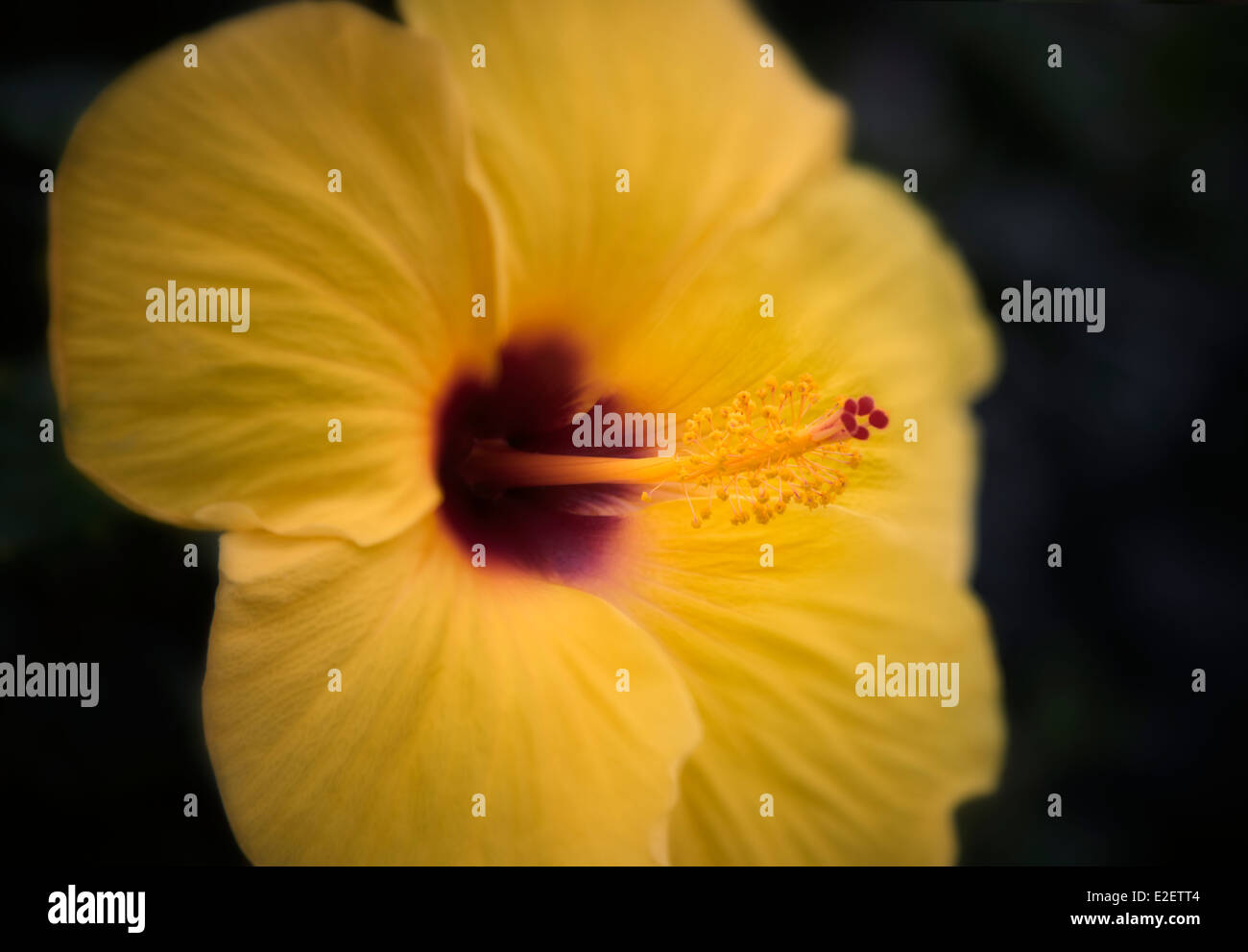 Nahaufnahme von Hibisken Blume. Maui, Hawaii Stockfoto