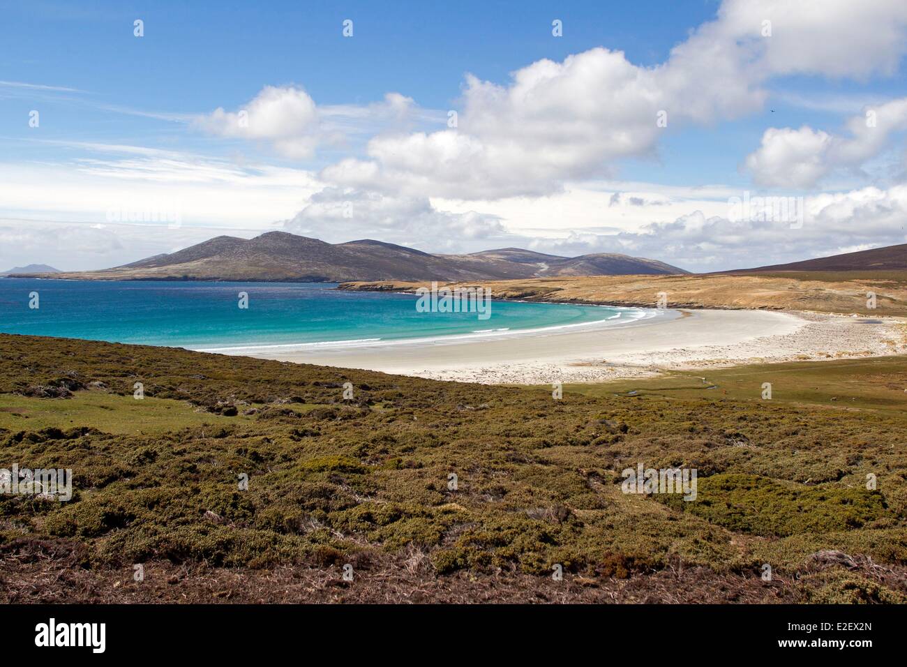 Falkland-Inseln, Saunders Insel Stockfoto