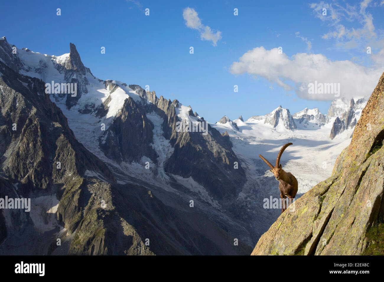 Haute Savoie, Frankreich, Chamonix, Moutain Ziege (Capra Ibex), Refuge du Couvercle, Mont-Blanc-Massiv Stockfoto