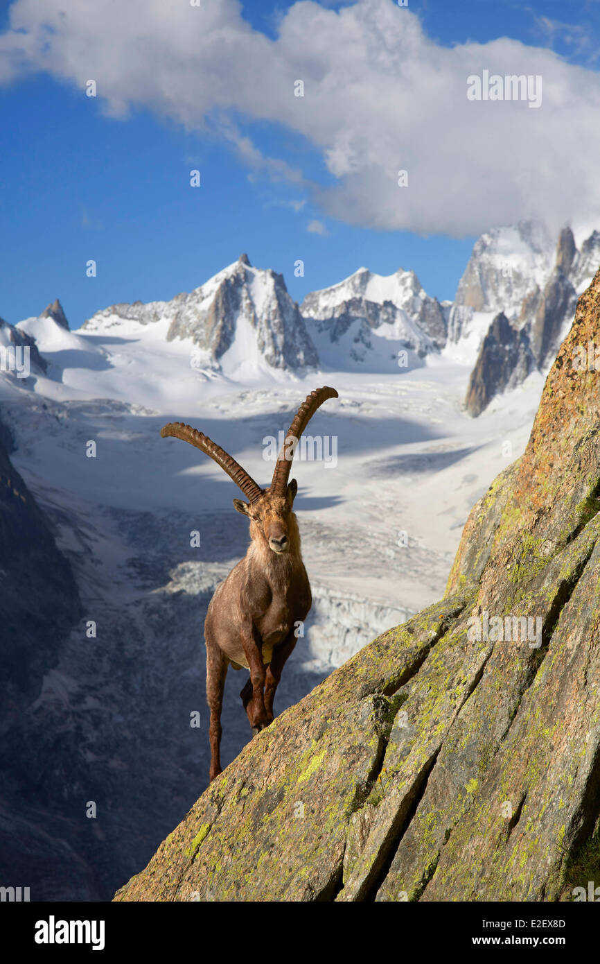 Haute Savoie, Frankreich, Chamonix, Moutain Ziege (Capra Ibex), Refuge du Couvercle, Mont-Blanc-Massiv Stockfoto