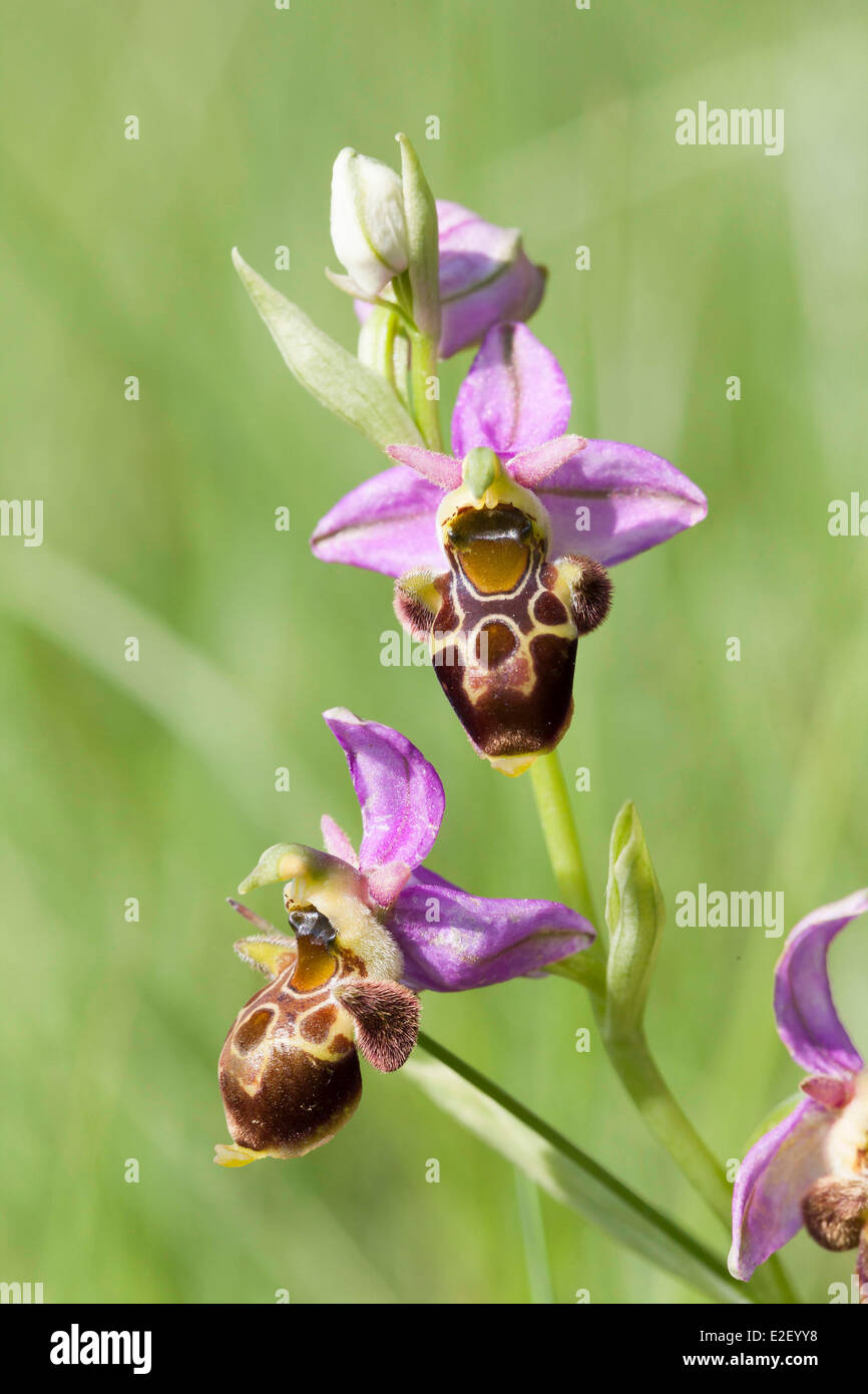 Frankreich, Tarn, Puyselci, Orchidee, Ophrys apifera Stockfoto