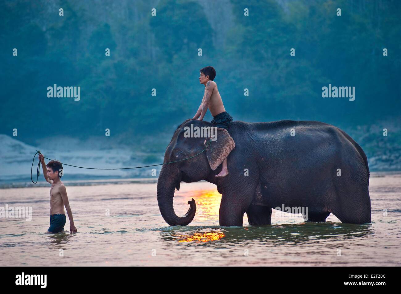 Laos, Luang Prabang Provinz, Überquerung des Mekong-Flusses auf einem Elefanten Stockfoto