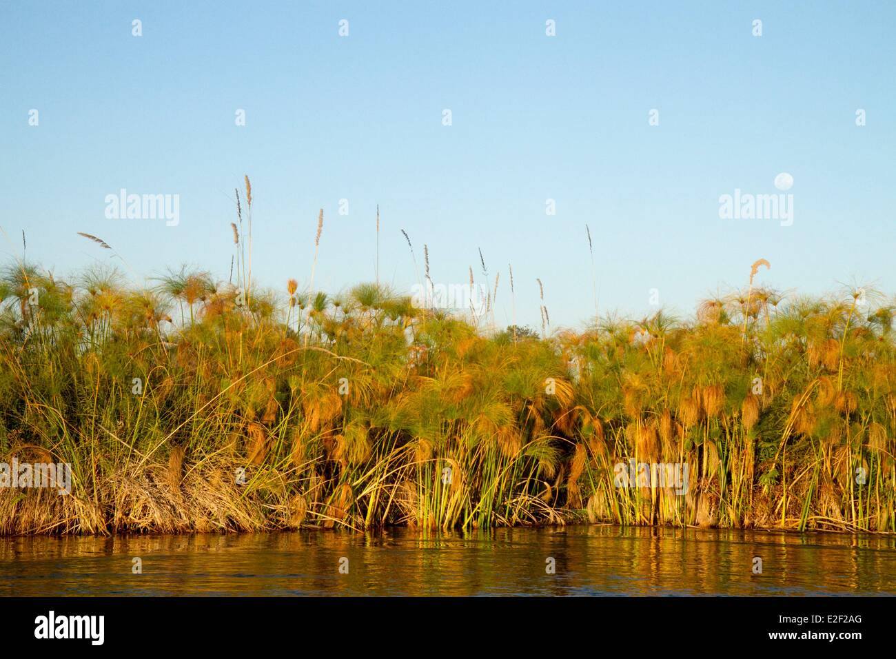 Botswana, Moremi game Reserve, papyrus Stockfoto