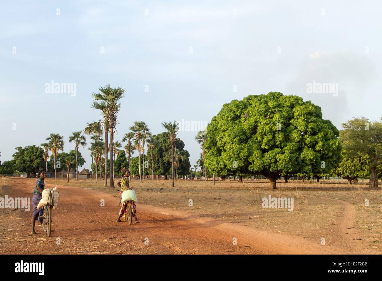 Burkina Faso, Senoufo-Bereich, Mangobaum Stockfoto