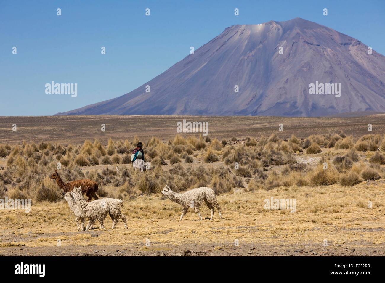 Peru, Arequipa Provinz, Alpaka und Misti Vulkan im Hintergrund Stockfoto