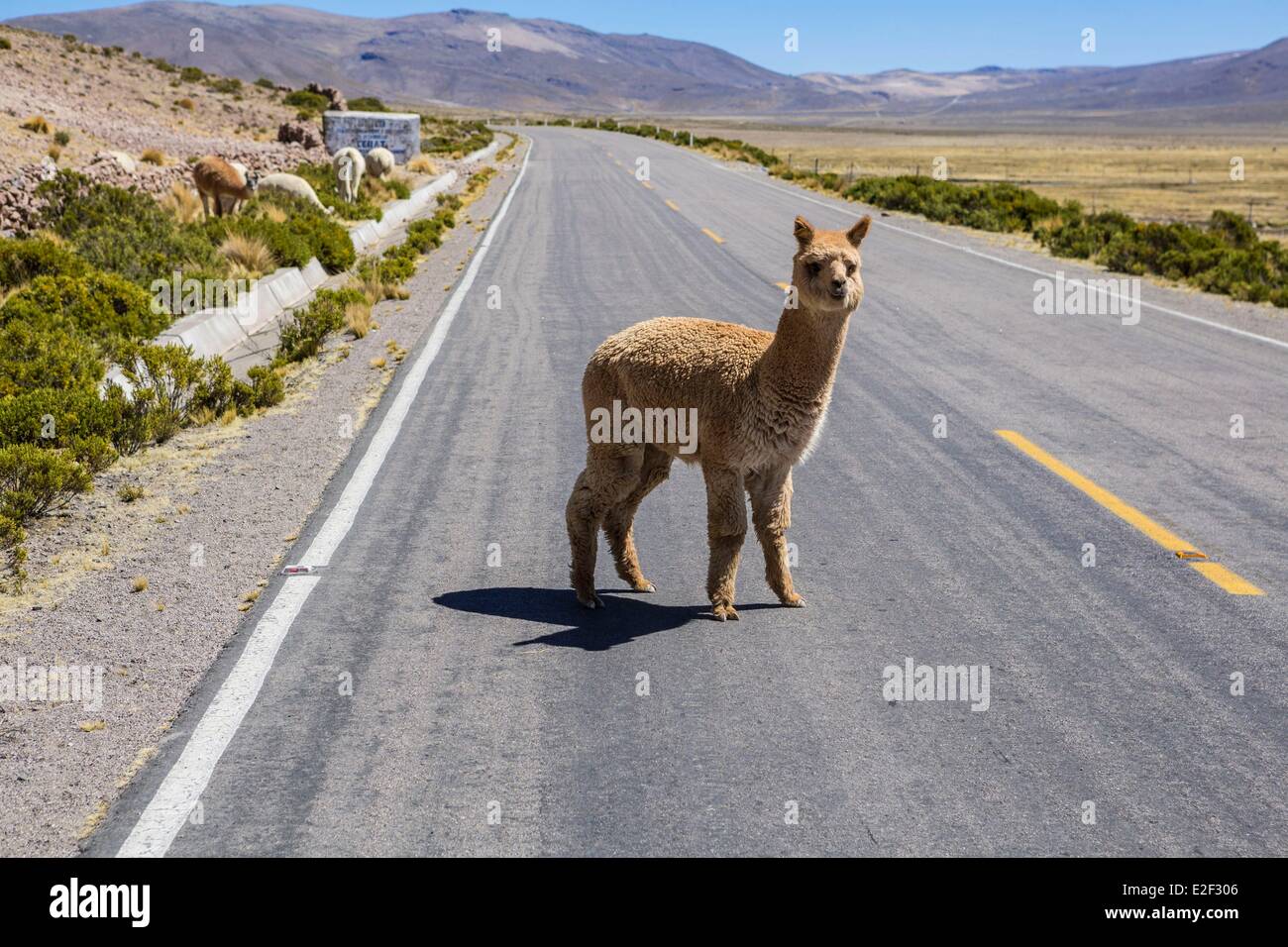 Peru, Puno Provinz, ein Alpaka mitten auf der Straße Stockfoto