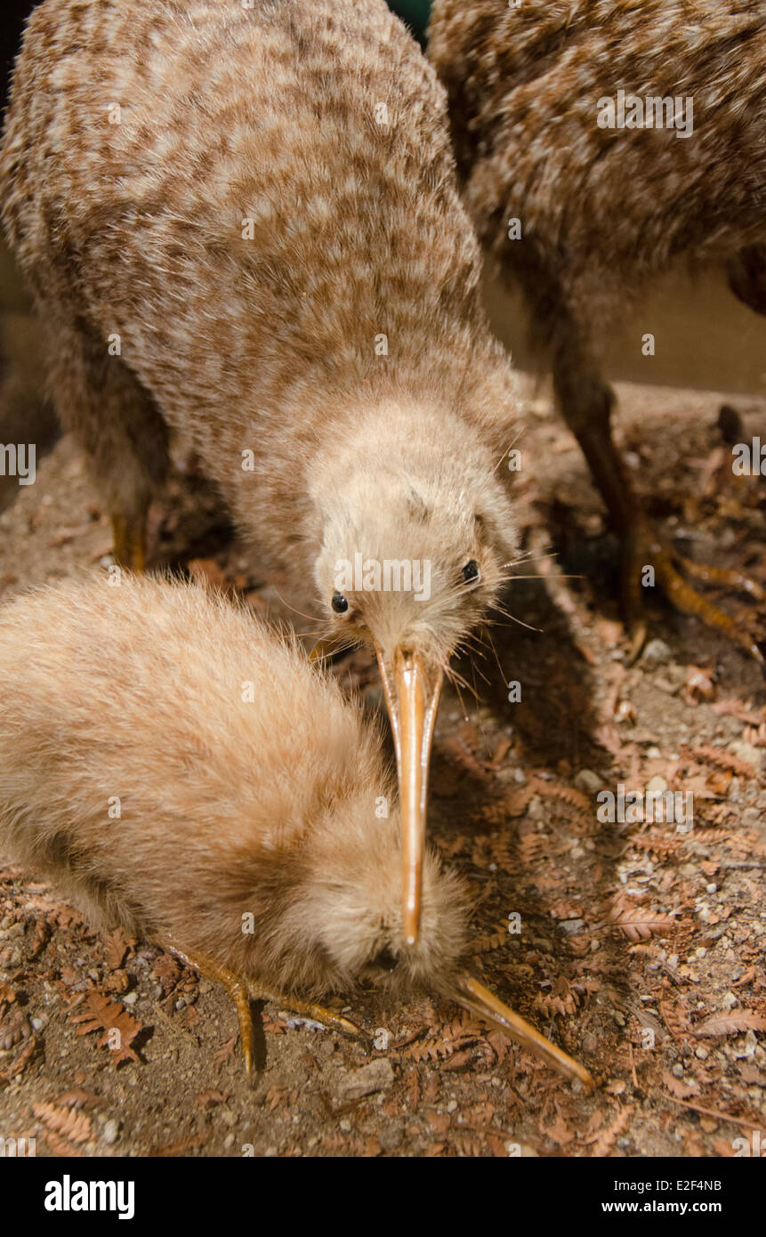 Neuseeland, Nordinsel, Rotorua, Rainbow Springs. Gefüllte Anzeige der vom Aussterben bedrohten Brown Kiwi-Vogel mit Küken. Stockfoto