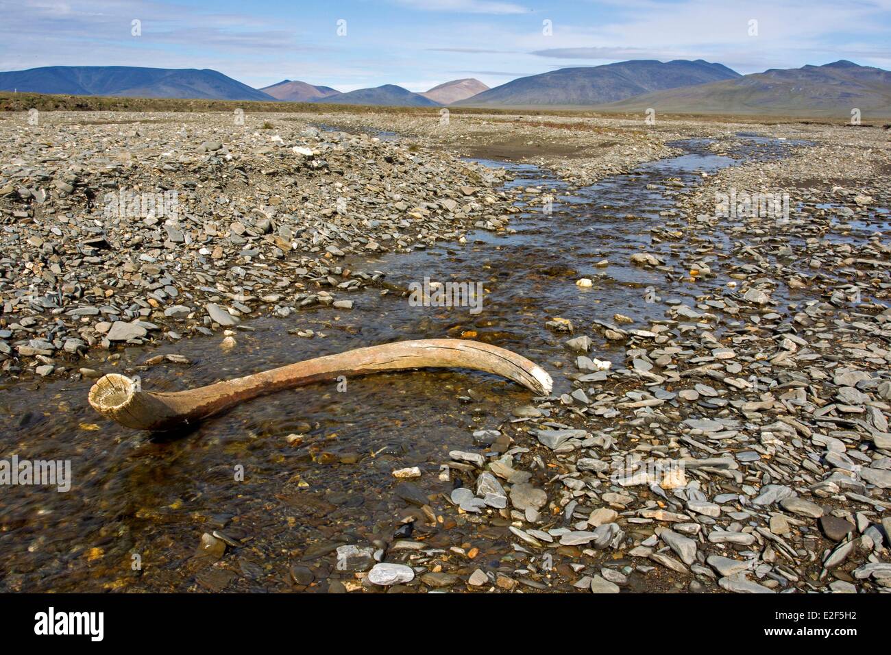 Russland, autonomen Bezirk Tschukotka, Wrangel Insel, zweifelhaft, Dorf, Mammut-Stoßzahn in das Bett des Flusses (zweifelhaft Fluss) Stockfoto