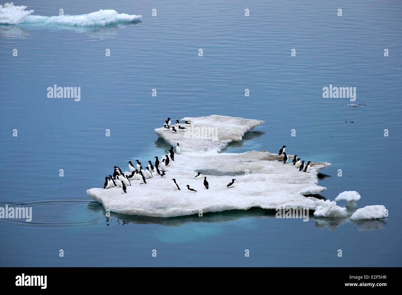 Russland, autonomen Bezirk Tschukotka, Wrangel Island, Eis, packen dick abgerechnet Murre (Uria Lomvia) auf Eisscholle Stockfoto