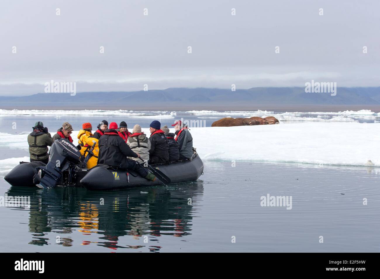 Russland Tschukotka autonomen Bezirk Wrangel Island Packeis pazifischen Walross (Odobenus Rosmarus Divergens) ruht auf Eisscholle Stockfoto