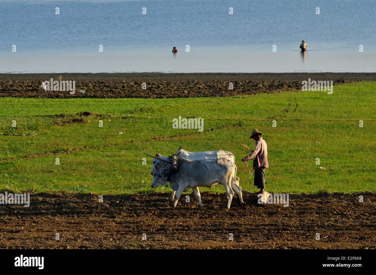 Myanmar (Burma), Mandalay-Division, Amarapura, Taungthaman See U Bein, Bauer sein Feld pflügen Stockfoto