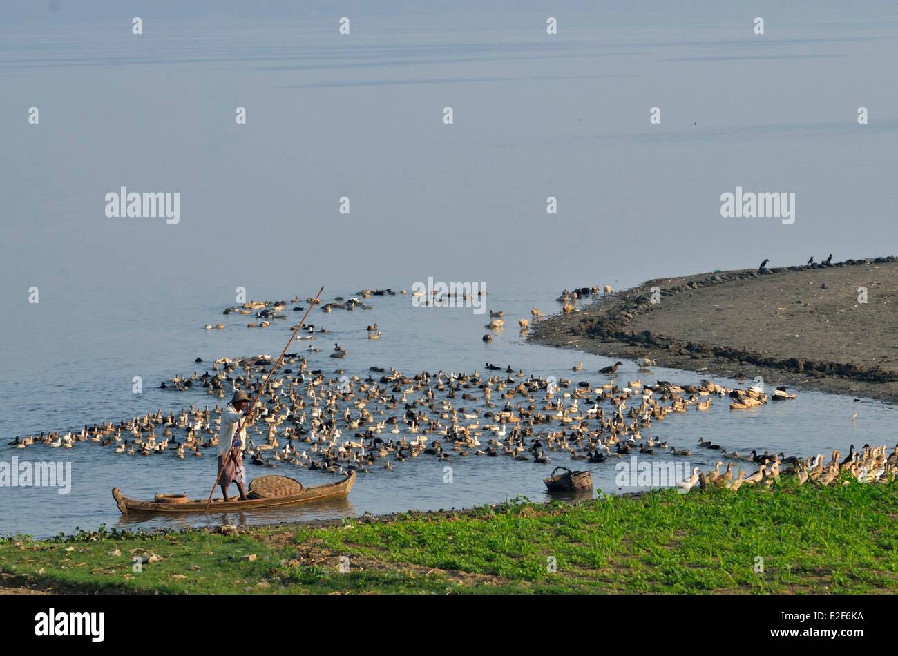 Taungthaman See, U Bein, Amarapura, Mandalay-Division, Myanmar (Burma) Ente Schäfer Stockfoto