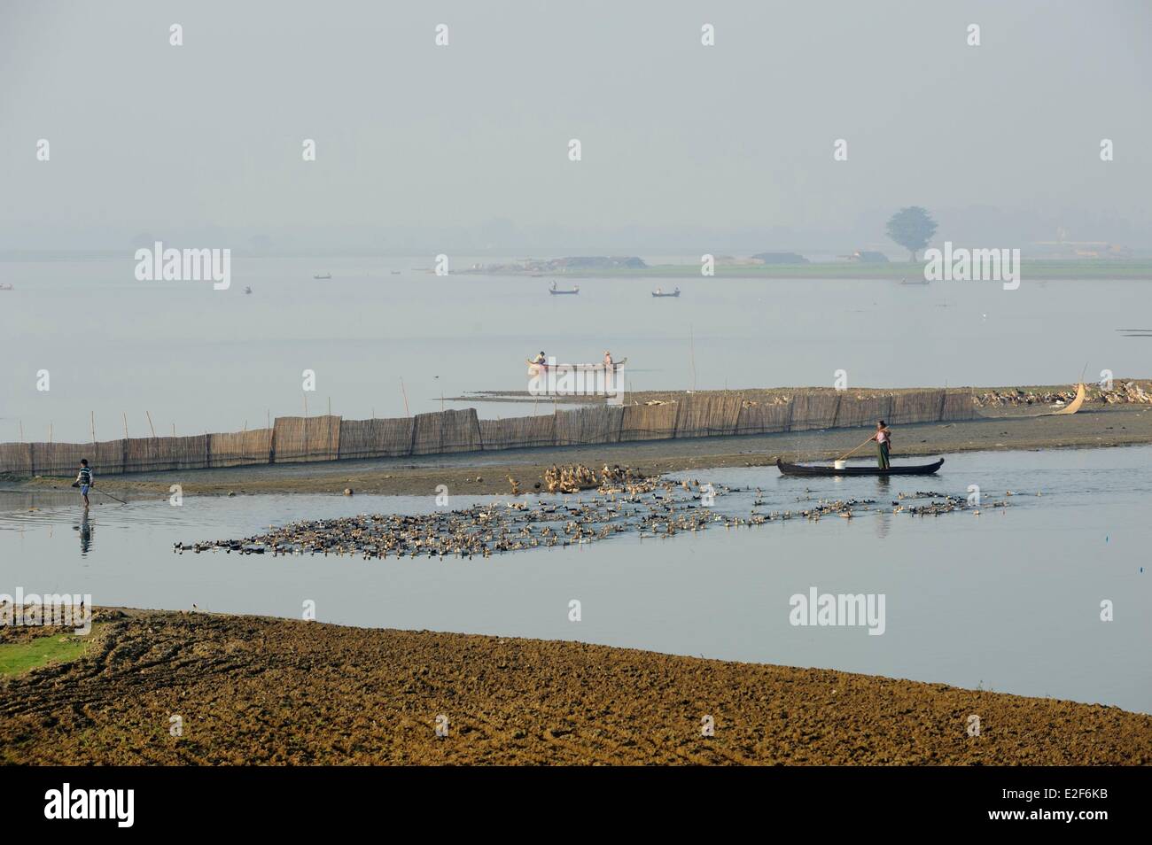 Taungthaman See, U Bein, Amarapura, Mandalay-Division, Myanmar (Burma) Ente Schäfer Stockfoto