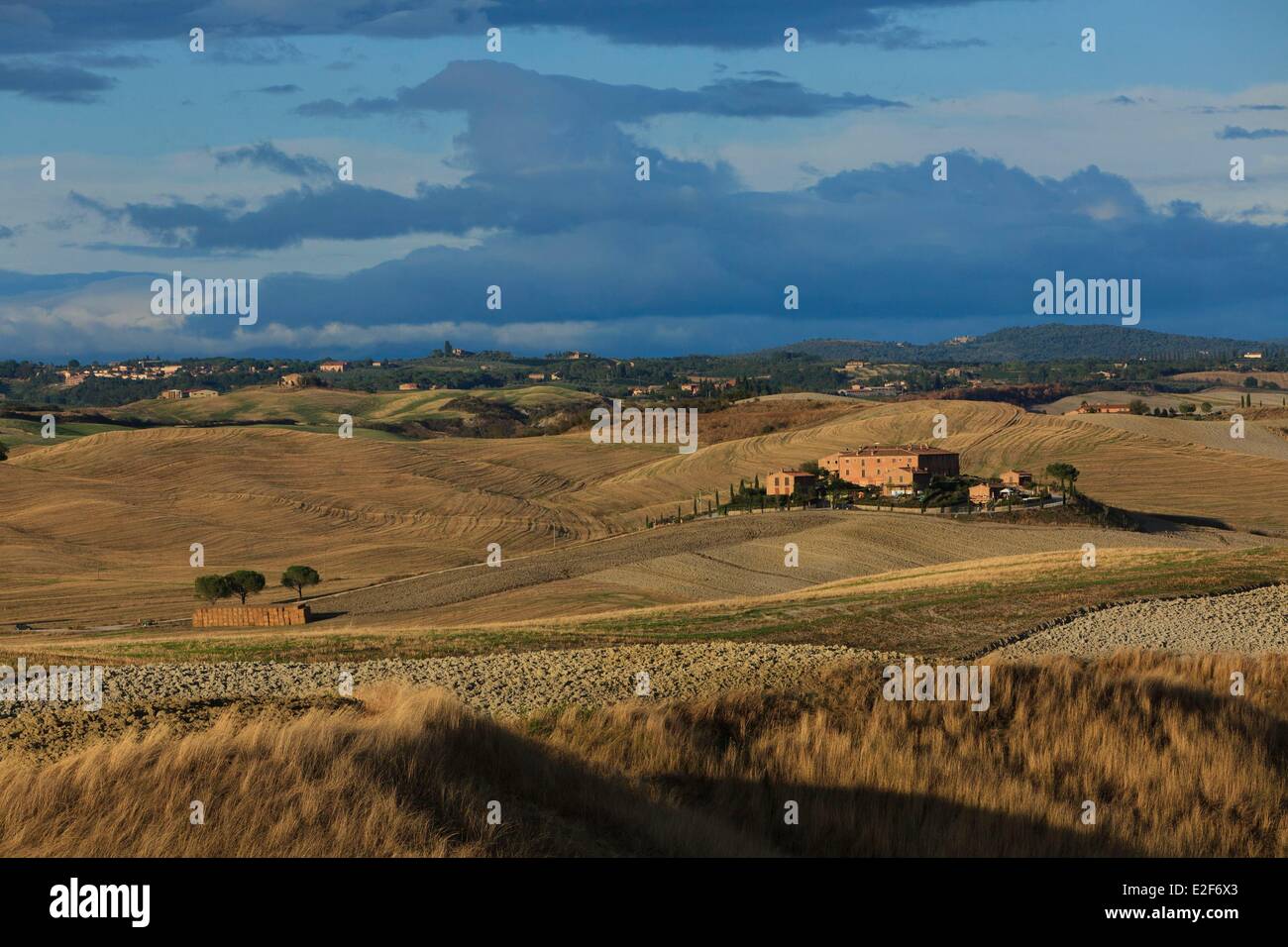 Italien, Toskana, Siena Landschaft, Landschaft mit Rillen, Mucigliani Stockfoto