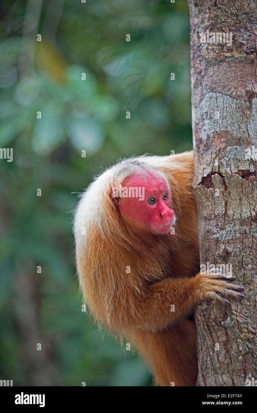 Brasilien, Bundesstaat Amazonas, Manaus, Amazonas-Becken, glatzköpfigen Uakari (Cacajao Calvus) Stockfoto