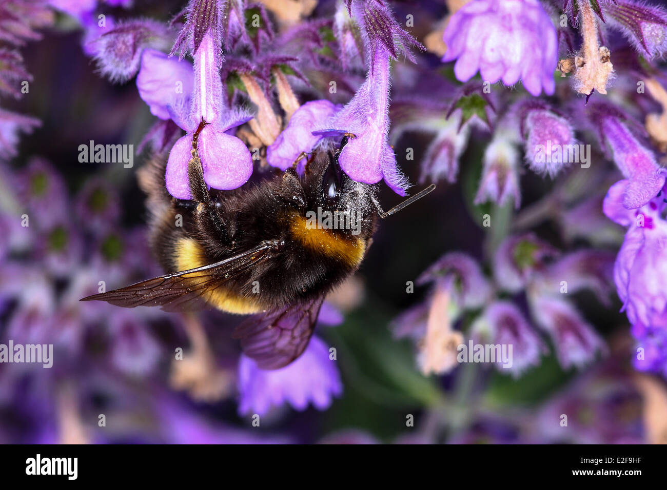 Hummel, die Bestäubung einer Lavendel Blume Stockfoto