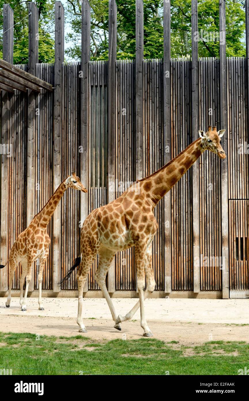 Frankreich, Rhone, Lyon, Parc De La Tête d ' or (Tête d ' or Park), der Zoo Giraffen Stockfoto