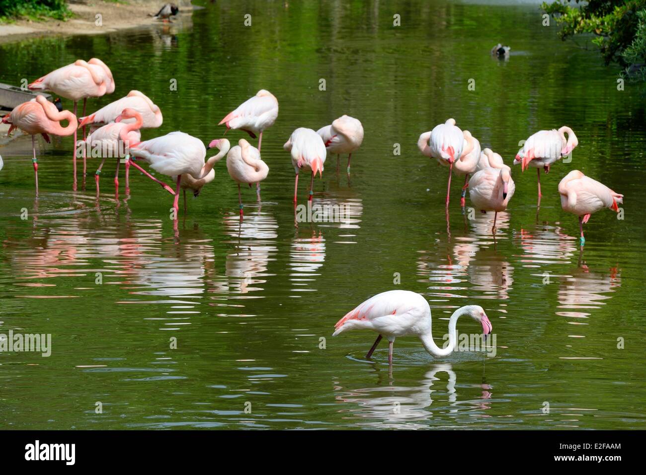 Frankreich, Rhone, Lyon, Parc De La Tête d ' or (Tête d ' or Park), der Zoo, die Flamingos Stockfoto