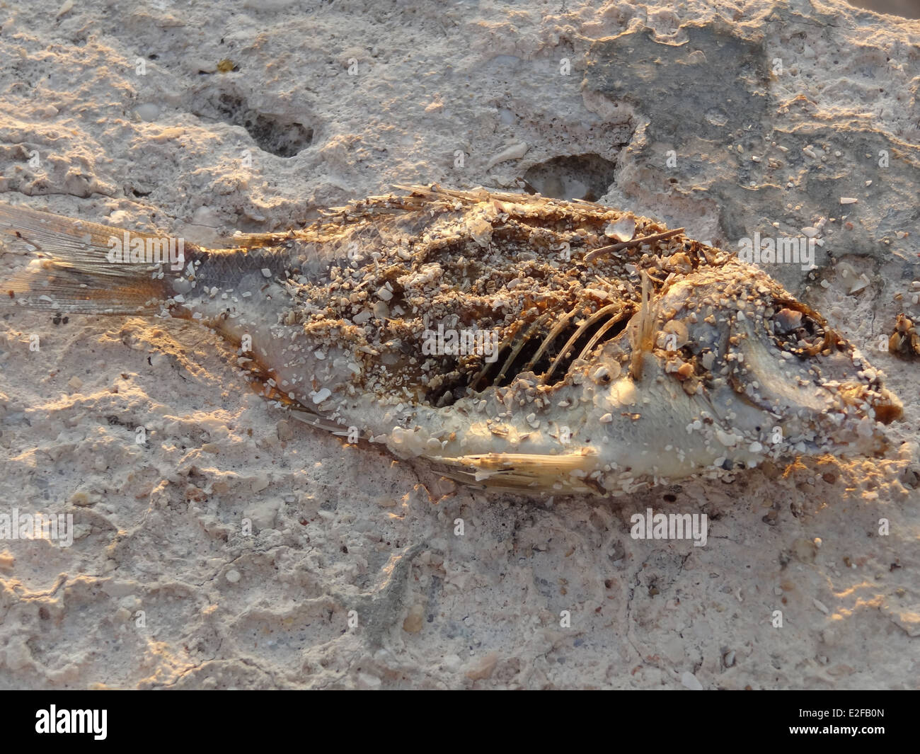 beleuchtete Sonnenstrand Details einschließlich der Überreste eines toten Fisches im sand Stockfoto