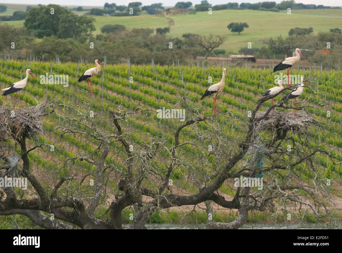 Portugal, Alentejo Region, Beja, Weingut Herdade da Malhadinha Nova, Storch Stockfoto