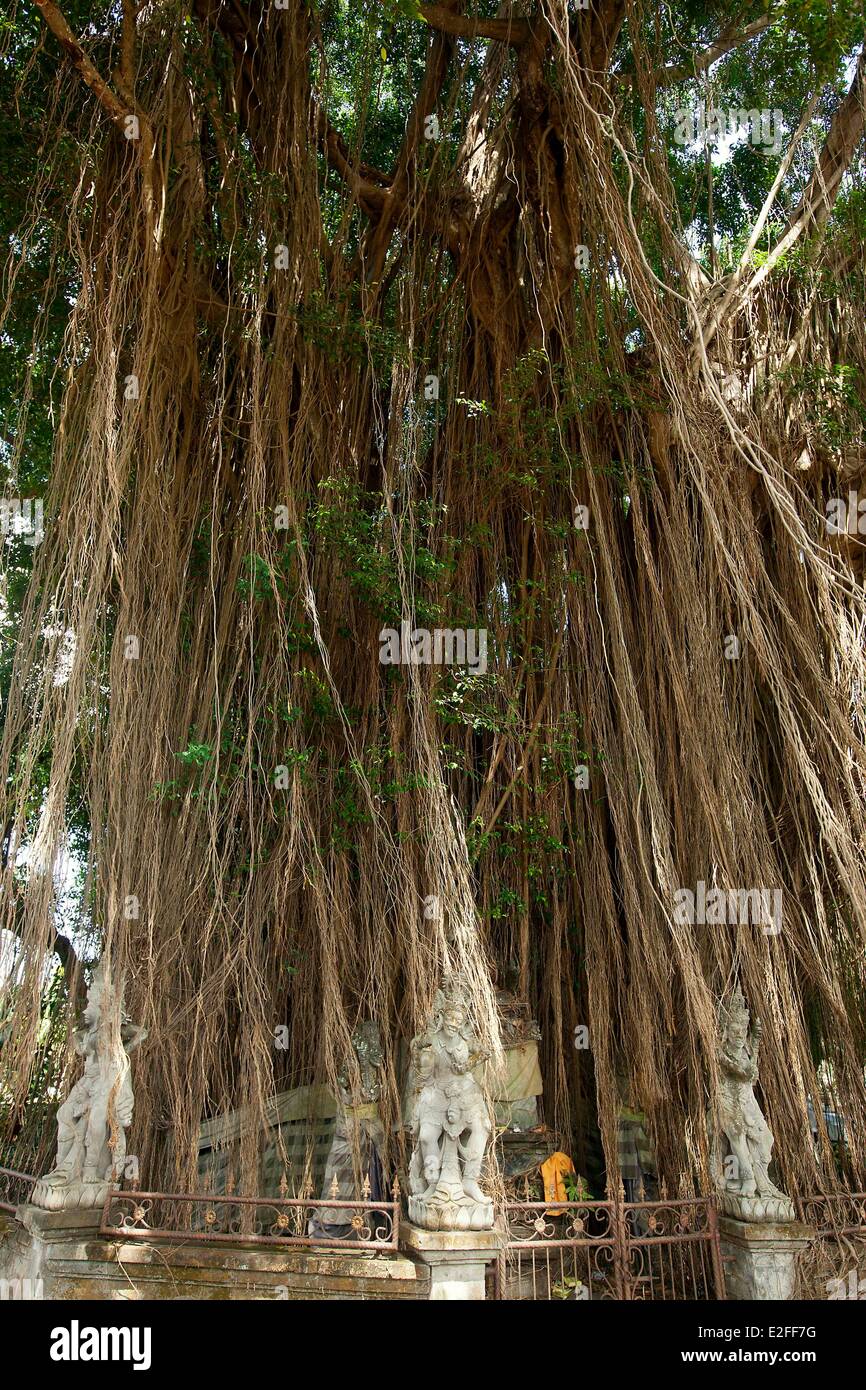 People and banyan tree -Fotos und -Bildmaterial in hoher Auflösung – Alamy