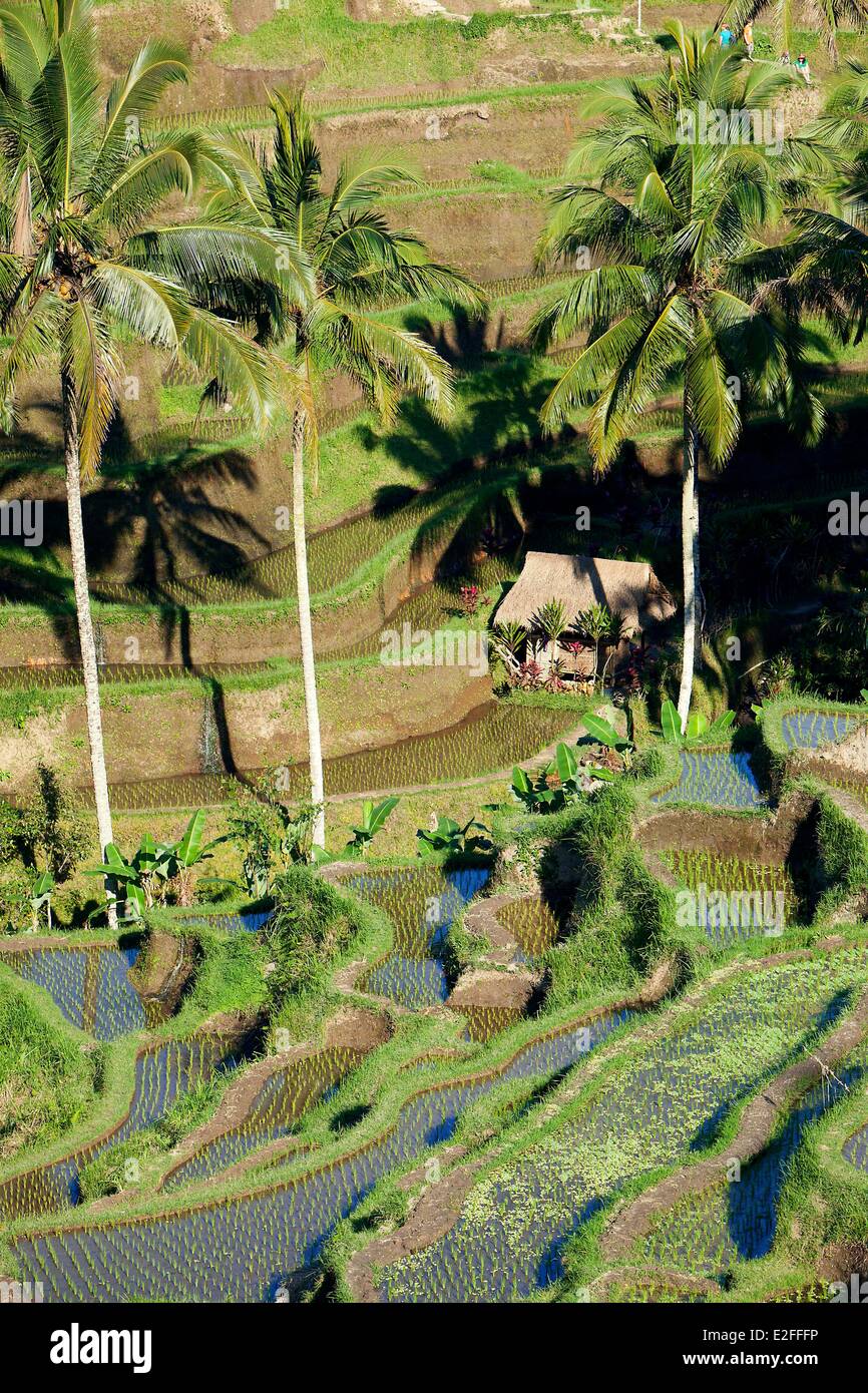 Indonesien, Bali, in der Nähe von Ubud, Tegalalang, Reisfeld Stockfoto