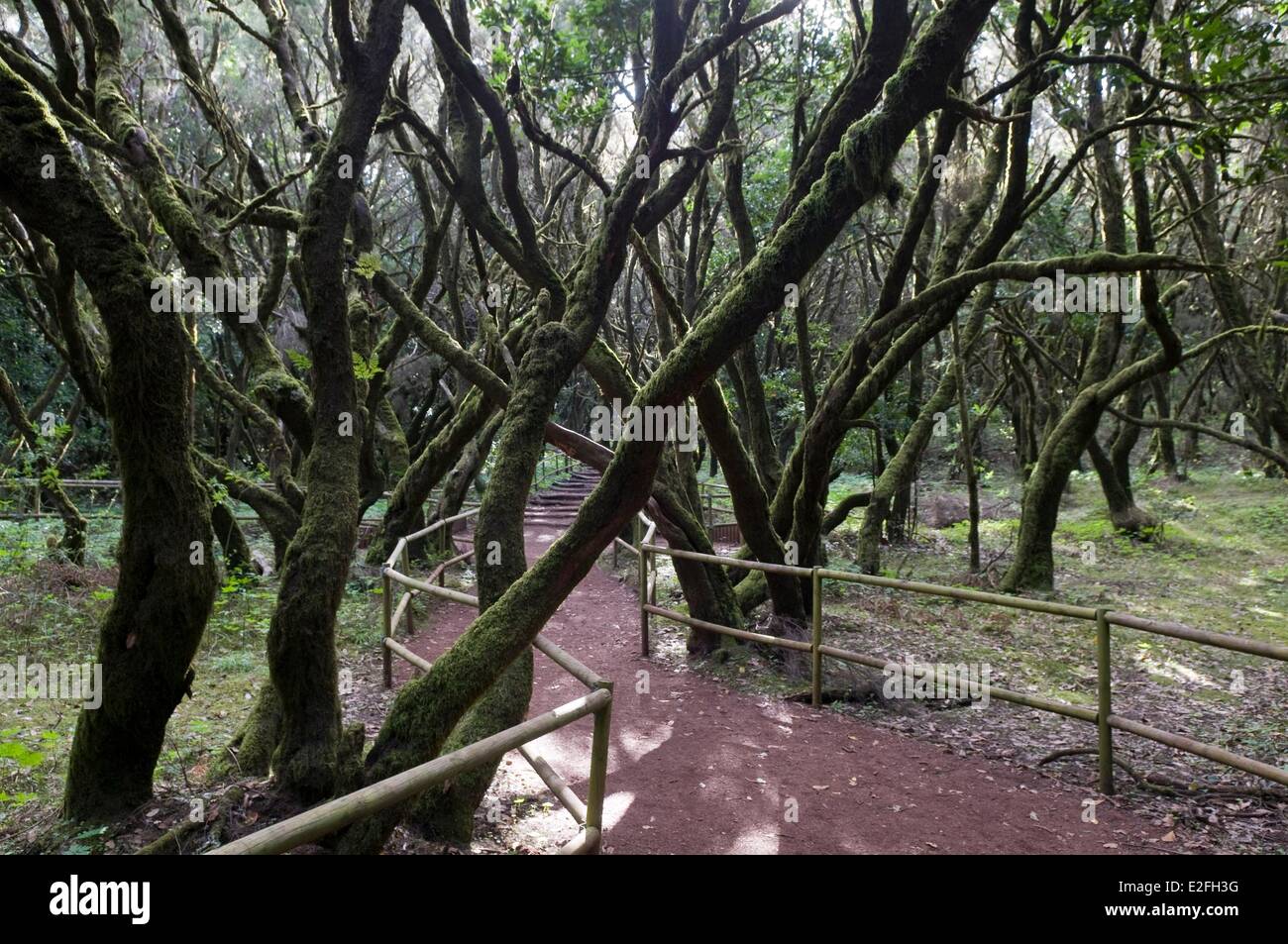 Garajonay Nationalpark, ein UNESCO Weltkulturerbe, Insel La Gomera, Kanarische Inseln, Spanien Wanderweg Stockfoto