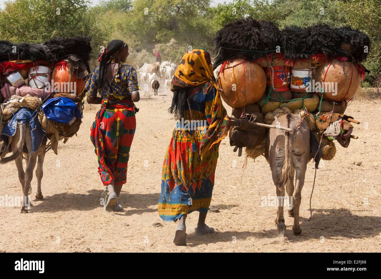 Tschad, Sahel, Loumia Savanne, Migration der Fulani oder Foulbe Nomaden mit ihren zebus Stockfoto