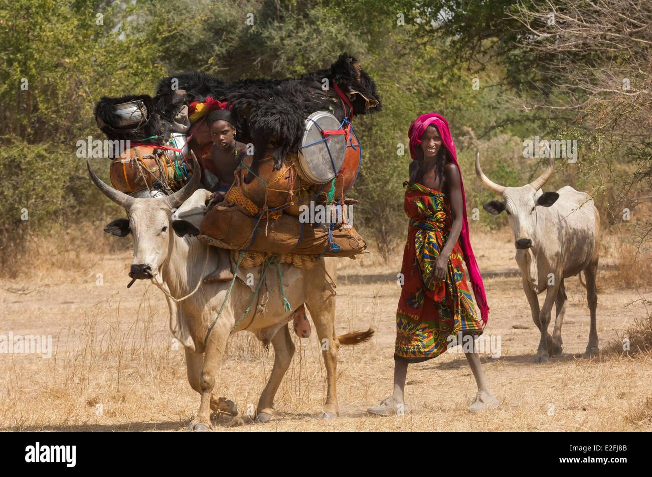 Tschad, Sahel, Loumia Savanne, Migration der Fulani oder Foulbe Nomaden mit ihren zebus Stockfoto