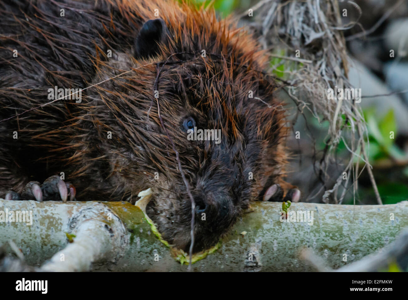 Nordamerikanische Biber in einem Berg-Teich im Frühjahr Stockfoto