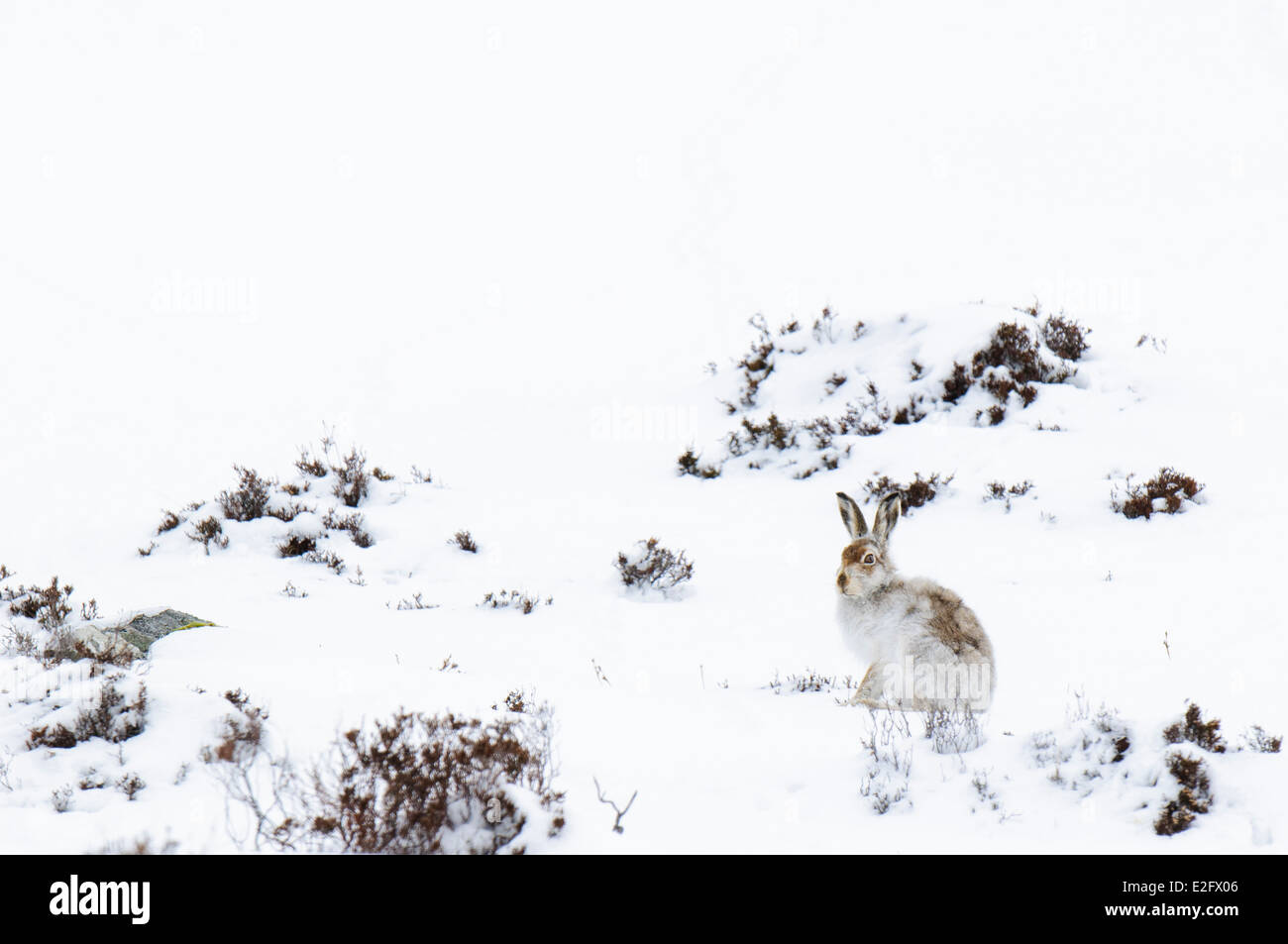 Schneehase (Lepus Timidus), Erwachsene im Winter Fell auf einen schneebedeckten Berg in Glen Clunie, Cairngorm National Park Stockfoto