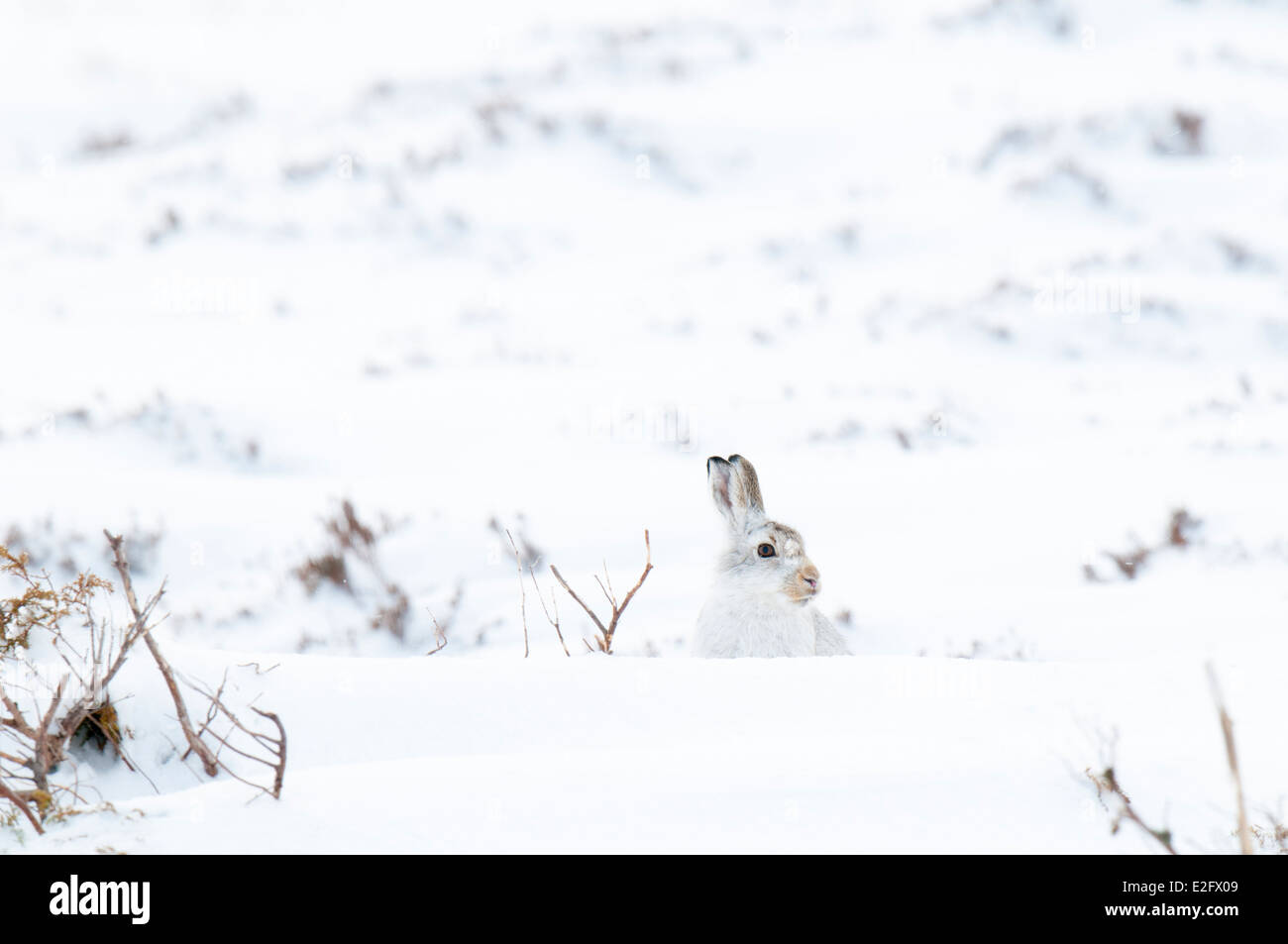 Schneehase (Lepus Timidus), Erwachsene im Winter Fell auf einen schneebedeckten Berg in Glen Clunie, Cairngorm National Park Stockfoto