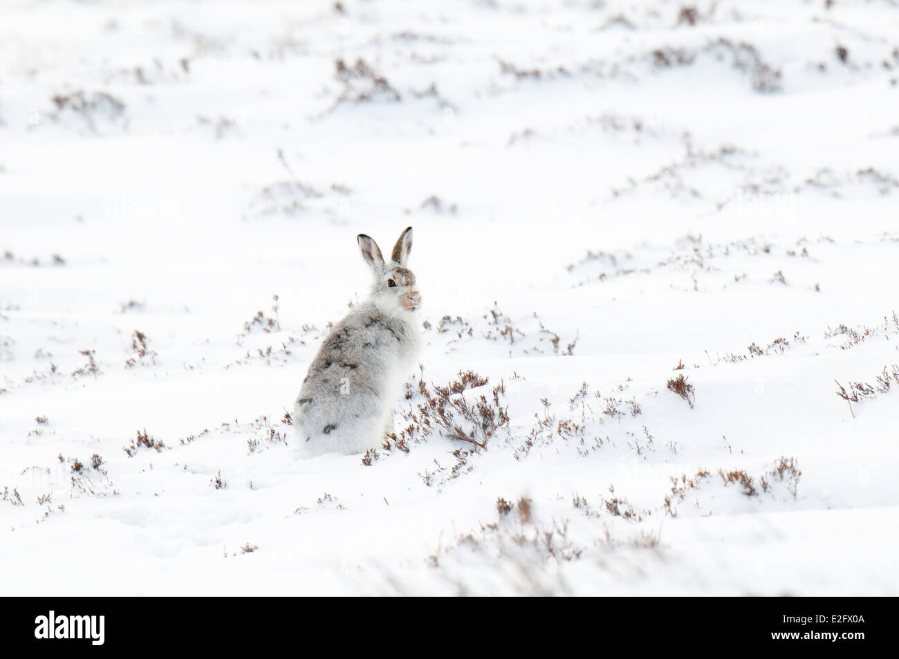 Schneehase (Lepus Timidus), Erwachsene im Winter Fell auf einen schneebedeckten Berg in Glen Clunie, Cairngorm National Park Stockfoto